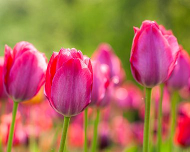 Pembe Lale Alanı Yumuşak Gündoğumunun Altında