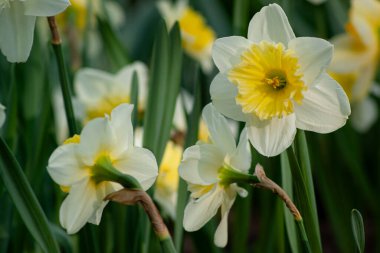 Nergisler Ilık Güneş Işığının Altında Parlıyor 