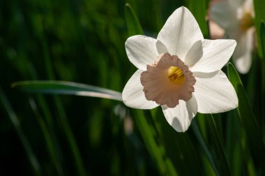 Beyaz nergis Güneşin Son Işınlarını Yakalıyor 