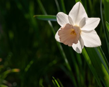 Yalnız Beyaz Nergis Sabah Işığıyla Aydınlanan 