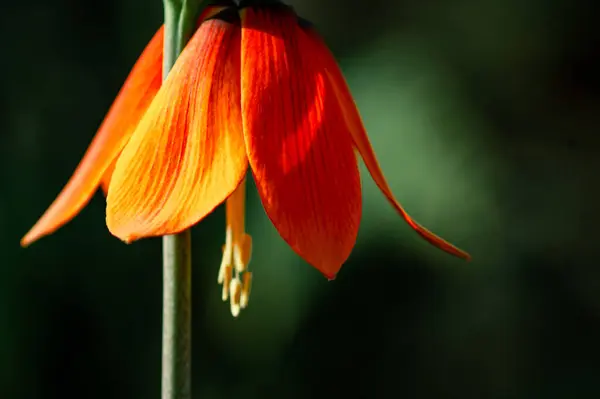 stock image Vibrant Orange Fritillaria in Blooming Glory 