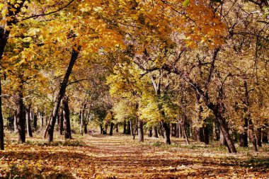Magical woodland bathed in warm fall colors