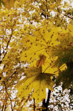 Nature's gradient of fall colors on tree leaves