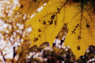 Tranquil autumn scene with warm-toned foliage