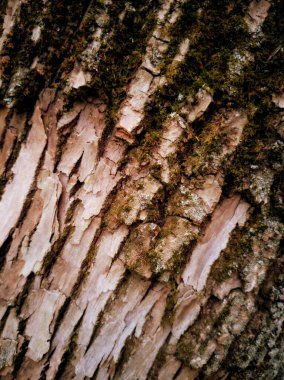Mossy bark surface macro view