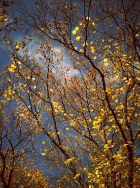 Nostalgic autumn sky with old tree