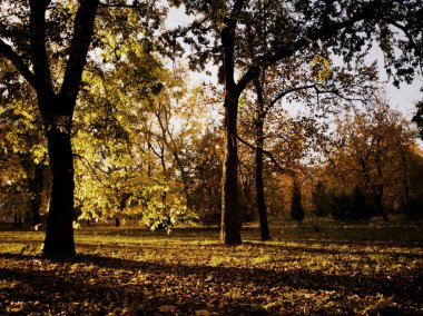 Golden autumn canopy under a clear sky