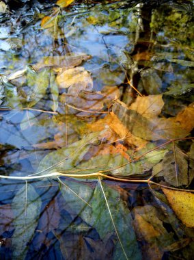 Fallen autumn leaves submerged in clear water