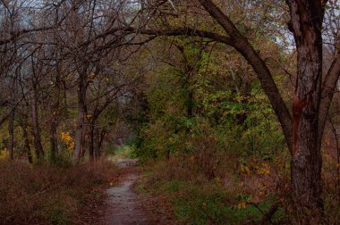 Koyu Dallar ve Orman Yürüyüşü Boyunca Renkli Yapraklar