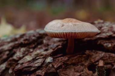 Yaban Mantarı Ağaç Kabuğu 'nda büyüyor.