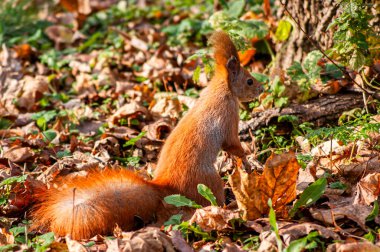 Kuru yapraklar ve otların arasında orman sincabı