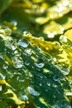 Sabah Işığı Yaprak Üzerine Su Damlacıklarına Yansıyor