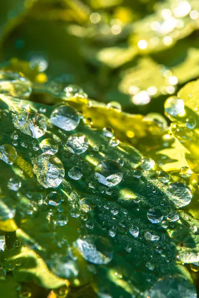 Sabah Işığı Yaprak Üzerine Su Damlacıklarına Yansıyor