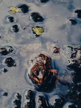 Sığ Çamurlu Bataklıkta Kurbağa Görünümü