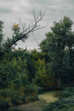 Yoğun Bitki ve Bulutlarla Puslu Orman Deresi