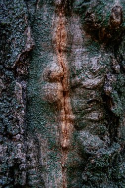 Şifalı Çatlak ve Yosun ile Tahta Yüzey Dokusu