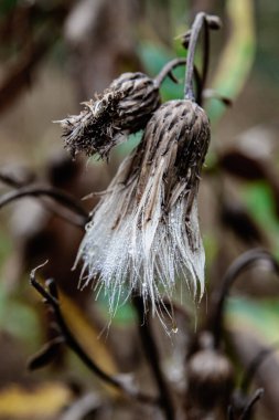 Çiylerle ve filamanlarla kaplanmış solmuş kır çiçekleri.