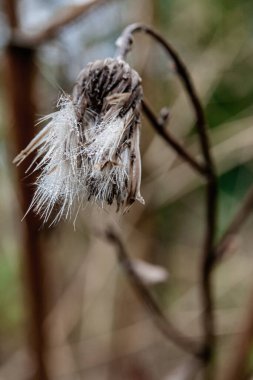 Beyaz iplik ve yağmur damlalarıyla Sonbahar Tohumbaşlığı