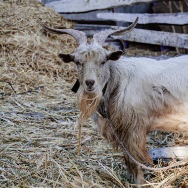 Kırsal Çiftlikte Hasır Üzerinde Duran Boynuzlu Keçi