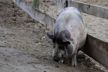 Yaban Domuzu Tarım Alanı 'nın Yakın Çekimi