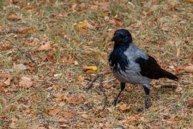 Kuru Yaprakların Arasında Duran Kapüşonlu Karga