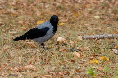 Karga Gözlem Alanı Yapraklarla Kaplandı
