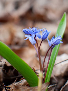 Yaprak Lekesinden Yükselen Yalnız Violet