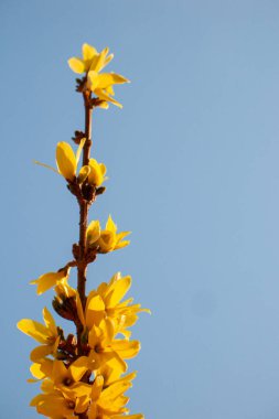 Güneşli bahçe dallarında bol miktarda forsythia çiçeği açar.