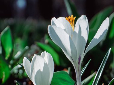 Narin beyaz taç yaprakları ve turuncu keklerle bahar çiçekleri.