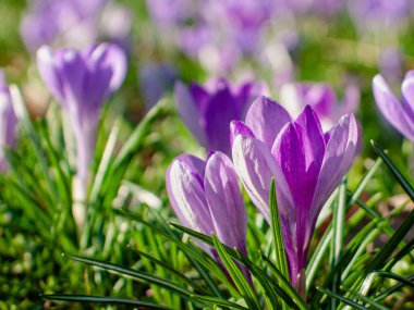 Sabah güneşinde parlayan mor crocus yaprakları.