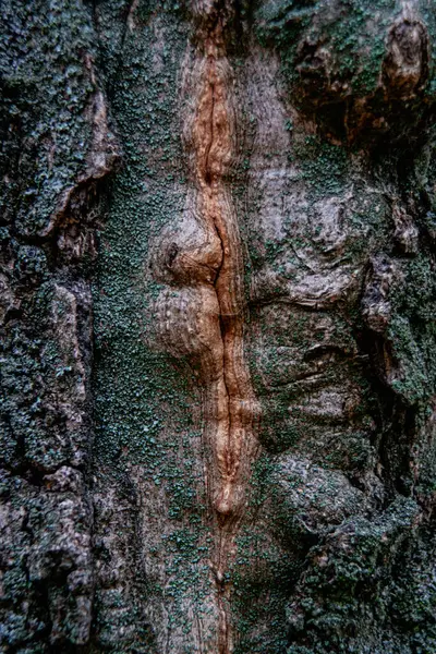 Şifalı Çatlak ve Yosun ile Tahta Yüzey Dokusu