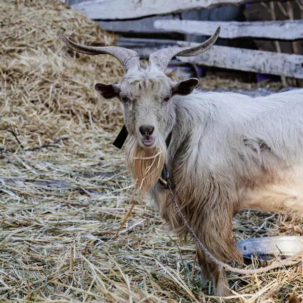 Beyaz Keçi Sakallı İp ve Ahşap Çitli
