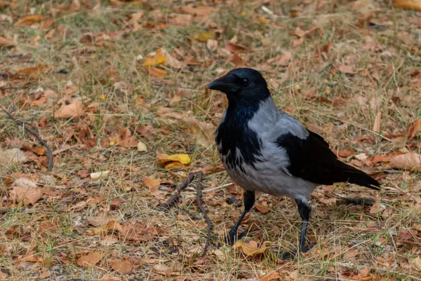 Güz Çimlerinde Siyah ve Gri Karga