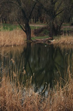 Çimenli, Ağaçlı ve Sessiz Lakeside Kompozisyonu