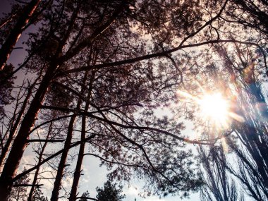 Uzun çamların arasından geçen Parlak Güneş Işığı Filtresi