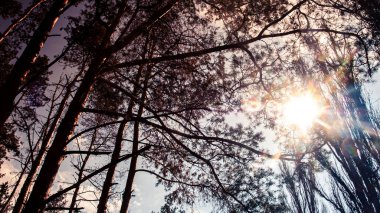 Vahşi Orman Gökyüzünde Sihirli Işık ve Dallar