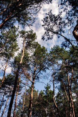 Taze Yapraklar ve Çamlardan Yukarı Bakmak