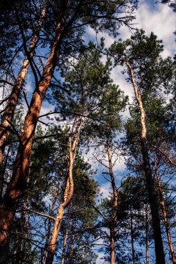 Açık Atmosfer Tarafından Çerçevelenmiş Bahar Ağacı Tepeleri