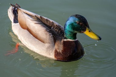 Yüzen Erkek Ördeğin Yakın Çekimi