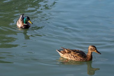 Su yüzeyinde süzülen Yaban Ördeği Çifti