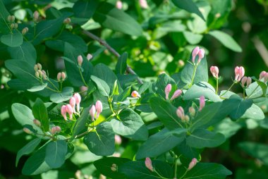 Yumuşak pembe hanımeli tomurcukları yemyeşil yapraklar arasında ortaya çıkıyor