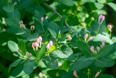 İlkbaharın Başları Hanımeli Çiçekleri Yoğun Yapraklı Arkaplanlarla çevrili