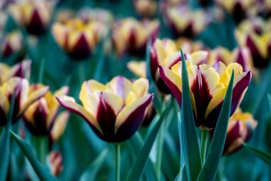 Çiçek açan Burgundy Stripes 'lı Sarı Laleler