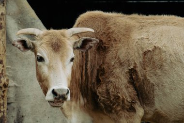 Sakin boynuzlu inek kameraya bakıyor.