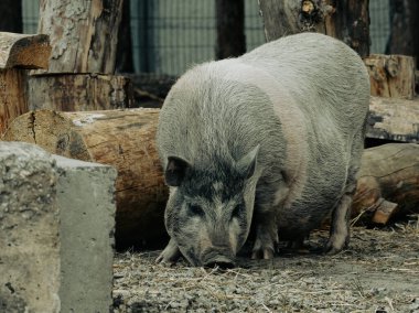 Ağaç gövdeleri ve kütüklerin yanında yiyecek arayan büyük bir domuz.