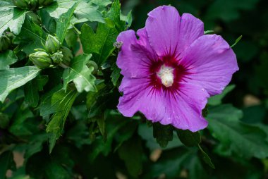 Zengin mor merkezli egzotik amber çiçeği.