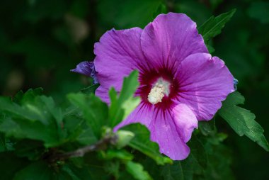 Çiçek açan yeşil yapraklı mor amber çiçeği.