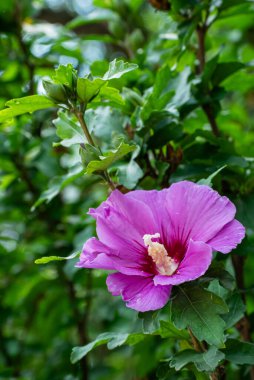 Hibiscus çiçeği tamamen doğal güzellikte yakalanır.
