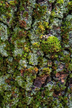 Yosun ve kaba ağaç kabuğu üzerinde büyüyen liken