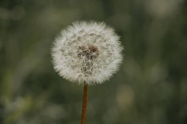 Karahindiba tohumu başlığına odaklan.